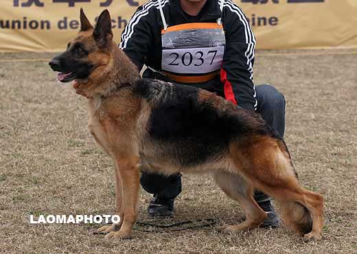 2037* 　V5　Hazel von ZHENGYUAN　母　2004-02-17　CKF1003　CSZ0006674　樊永利