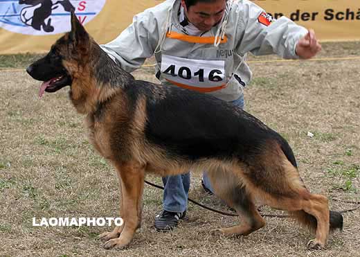 4016　SG4　Rau von ZhongHao　母　2007-04-20　CES6404　CSZ46716　李忠良