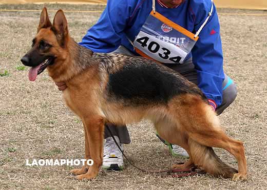 4034* 　SG5　Bona von HaoTian　母　2006-12-18　CJS3831　CSZ43305　孙少洪