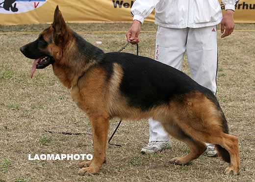 5004　SG4　Bark  von BeiKeEr　公　2007-10-29　CSA0439　CSZ65976　李昌利