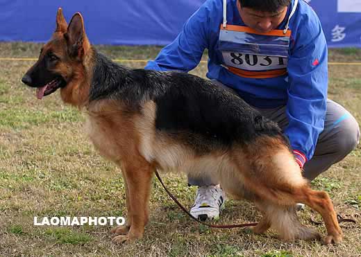 8031　VV2　Sary von KaiMi　母　2008-01-09　CXN3045　CSZW66279　赵战斗