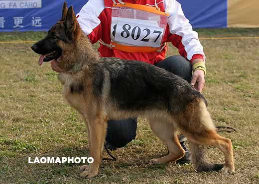 8027　VV4　Marlin von ZhenDe　母　2008-03-01　CKA2583　CSZ73988　樊永利