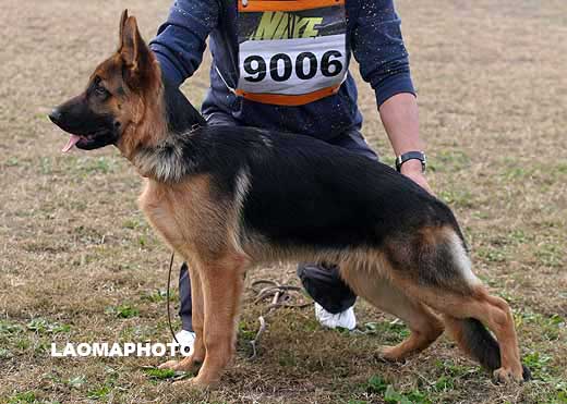 9006　VV2　Caballo von HuHong　公　2008-06-01　CRZ6761　CSZW83363　胡佑国