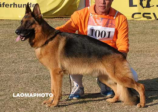 1001*　V2　Dorian von Santamar　公　2004-03-05　BHIDGL　CSZ8001423　陈喜兴