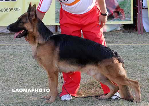 1003*　V4　Caio von DaXing　公　2006-07-19　CGS0539　CSZ41174　孙小东(大兴)