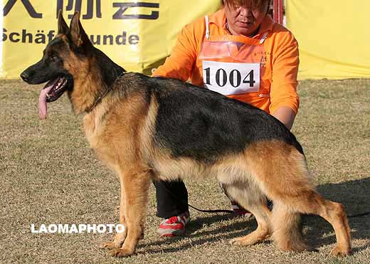 1004　V5　Vegas von Klobenwalde　公　2006-09-23　W-A3355　CSZ8001991　高伟