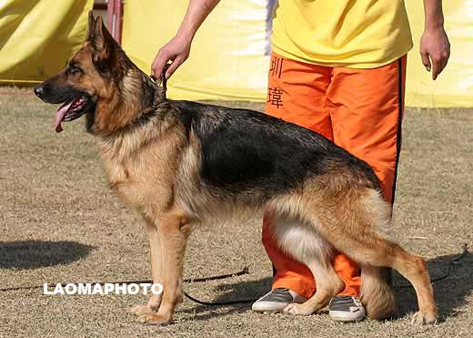 2011* 　V2　Baggi von OuWeiJie　母　2006-10-08　CDF1788　CSZ36816　吴秀香