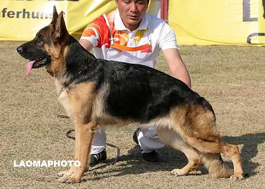 2001*　V5　Falla von KaiXuan　母　2005-11-02　CFF1304　CSZ25438　徐金贵