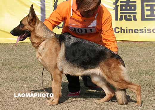 4011　SG2　Xba von FangDe　母　2007-03-22　CLA0192　CSZ48870　葛立君