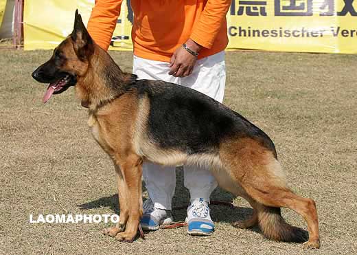4012*　SG5　Xeca von FangDe　母　2007-03-22　CLA0194　CSZ48872　葛立君