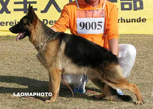 9005　VV3　Honx von Ford　公　2008-04-03　CZF1884　CSZW84442　葛立君