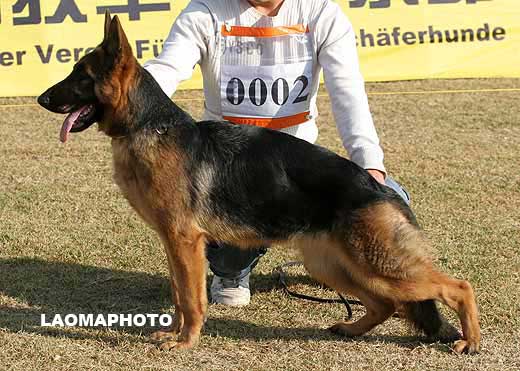 0002　VV2　Ferrara von XinJi　母　2008-04-06　CKA2933　CSZW84592　靳国麦