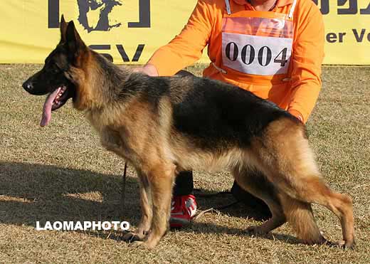 0004　VV3　Hely von Ford　母　2008-04-03　CZF1892　CSZW84450　葛立君