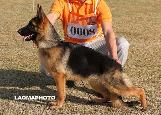 0008　VV5　Colbie vom Splendid　母　2008-06-08　HB987　CSZ8002037　谢伟明