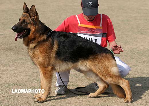 V4 1001* 成年公犬组 Mahdo von SenBei（玛哈督） 公 2006-03-31 CEN3232 CSZ27885 邹继孝