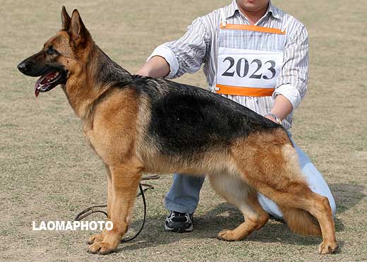 V5 2023* 成年母犬组 Calinka von OLYMPIC 母 2006-04-19 CDF1606 CSZ29810 张皓