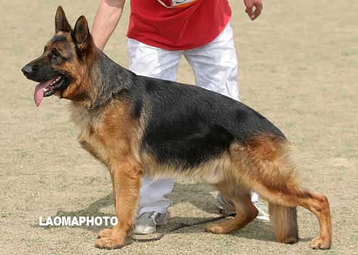 SG2 3004* 青年公犬组 Ballack von Bad-Boll 公 2007-04-03 N-P4921 CSZ8001992 牛福林