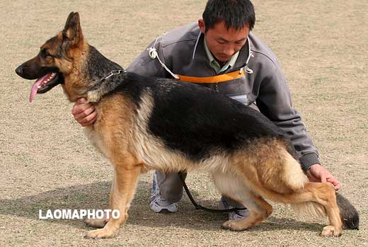 SG5 4004 青年母犬组 Bady von DeErMei 母 2007-06-18 CKS9584 CSZ53373 刘西义