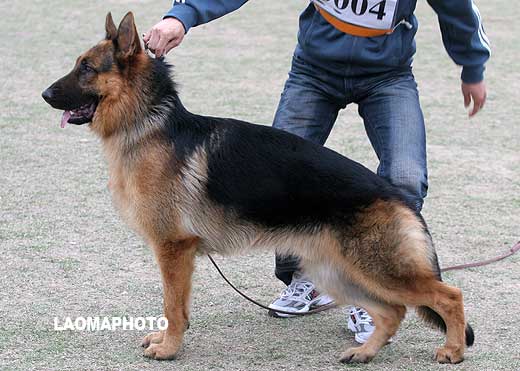 SG3 5004 幼年公犬组 Eiwo von DaXing 公 2007-12-30 CGN0748 CSZ62897 孙小东(大兴)