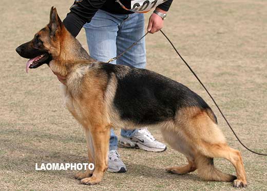 SG4 6013 幼年母犬组 Abona von DaiLi 母 2007-10-15 CEF8925 CSZ63018 李伯良