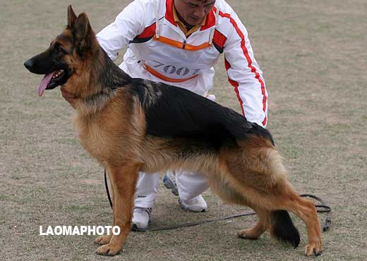 VV4 7001 幼大公犬组 Chacko von HengRong 公 2008-04-17 CWS2251 CSZW83020 谈恒荣