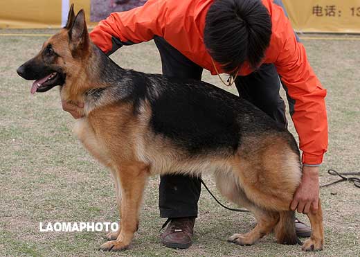 VV4 8006 幼大母犬组 Barni  von SanJia 母 2008-03-04 CZL2083 CSZW70484 胡仕平