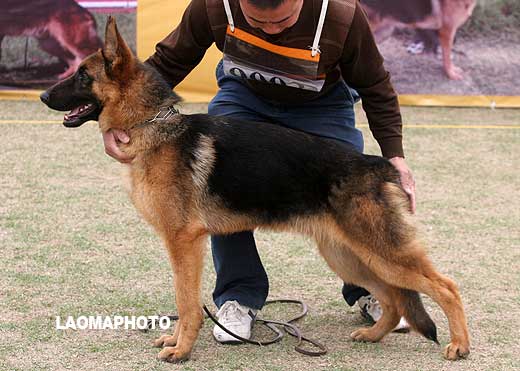 VV2 9003 幼小公犬组 Aimo von WeiDe 公 2008-06-01 CSC0759 CSZ76389 杜景春