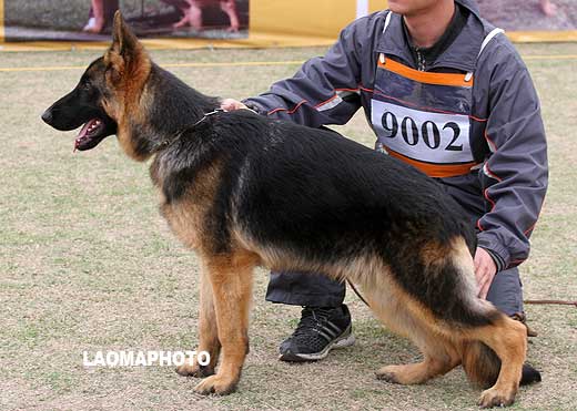 V1 9002 幼小公犬组 Fabianus von Dossel 公 2008-07-13 CAZ1860 CSZ86280 高永华