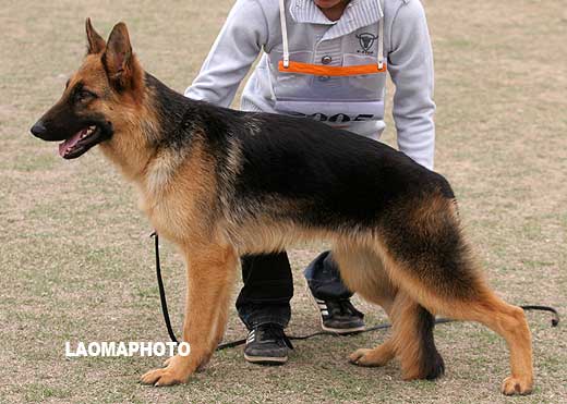 V2 9005 幼小公犬组 Belmondo von BoLin 公 2008-05-25 CUM1273 CSZ76829 林尔苍