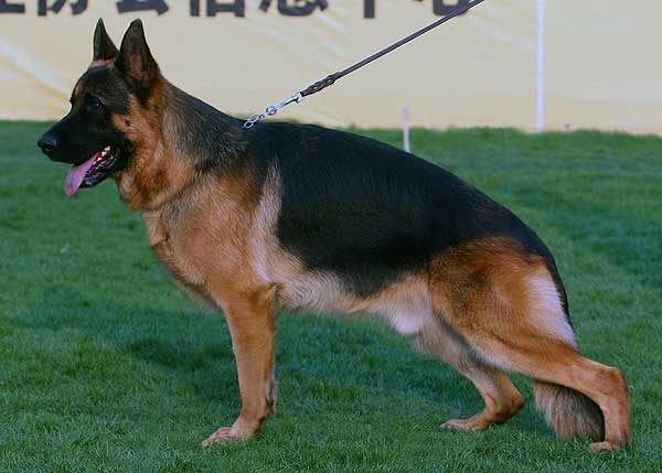 V4 1036* 成年公犬组 Vigo van Noort 公 2006-11-04 D-D1666 CSZ8001963 王喜庆