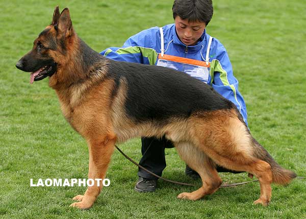 SG5 3003* 青年公犬组 Bamse von DeErMei 公 2007-06-18 CKS9580 CSZ53369 吴建彬