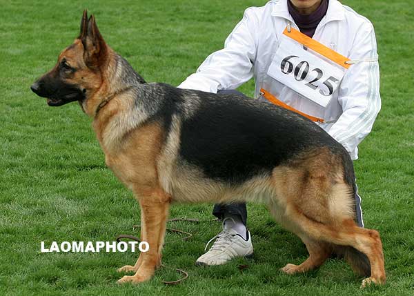 SG2 6025 幼年母犬组 Bador   von SanJia 母 2008-03-04 CZL2086 CSZW70487 胡仕平