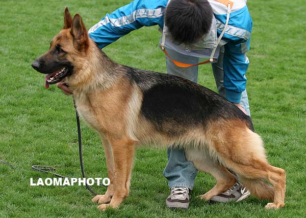 SG3 6012 幼年母犬组 Assi von LongYang 母 2008-03-01 CPF1484 CSZ74770 周润月