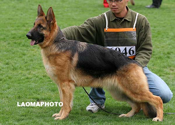 SG4 6046 幼年母犬组 Lala von Dossel 母 2007-12-30 CAA7365 CSZ64562 韩彬