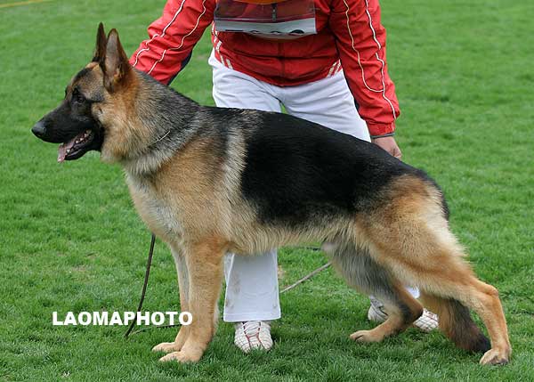 VV2 7003 幼大公犬组 Candu  von Suning 公 2008-04-09 CFF5238 CSZ68749 李文明
