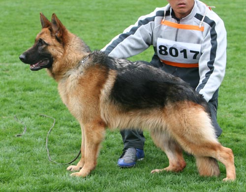VV5 8017 幼大母犬组 Blacky von JiuCheng 母 2008-04-16 CFS5348 CSZ79620 刘洪进(久诚)