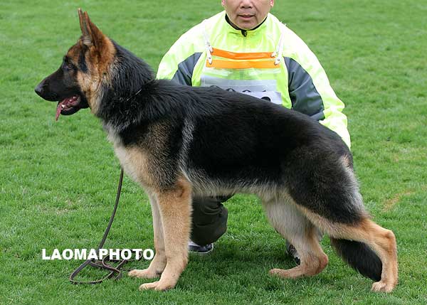 VV3 9003 幼小公犬组 Berlioz von WenWei 公 2008-08-05 CFZ2392 CSZ87121 朱文卫