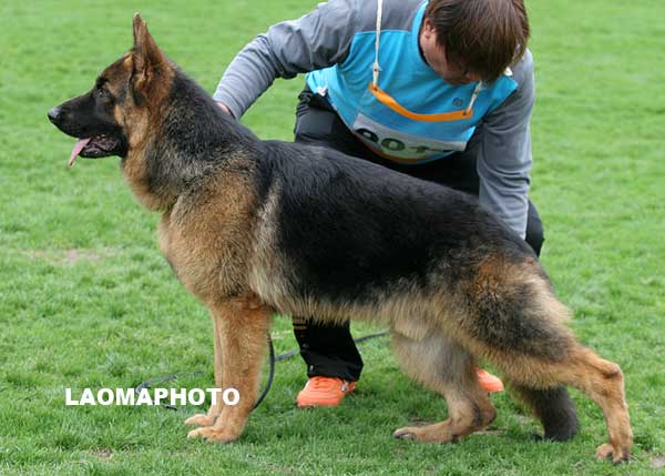 VV4 9011 幼小公犬组 Blueq von GuanDe 公 2008-09-01 CPZ2090 CSZW87061张俊辉