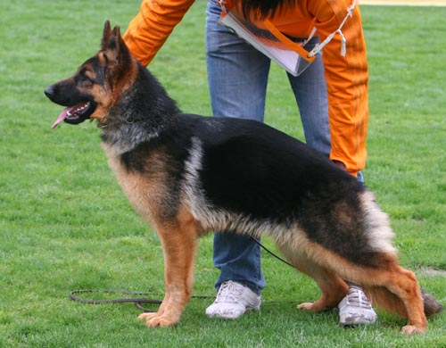 VV2 0016 幼小母犬组 Etty von LuTai 母 2008-08-13 CDZ7482 CSZ88591 李强(鲁泰)