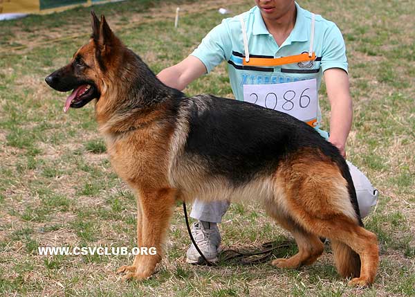 V5 2086* Gelje von ZhongZhengDe，母，2006-11-05，CKS7603，CSZ41530  犬主：李伟(泽成)