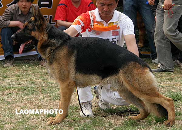 SG2 3035* Geff von JianDe，公，2007-06-01，CJS4630，CSZ60238  犬主：李岩
