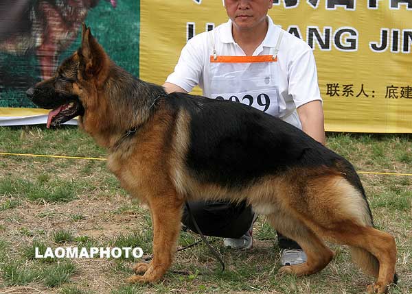 SG3 3029* Haka von ChenQi，公，2007-07-10，CZF1469，CSZ52791  犬主：禇孝立