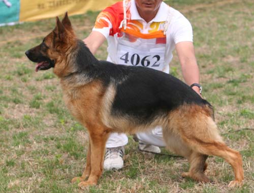 SG4 4062 Bacca von AnJin，母，2007-07-16，CWM1551，CSZ58936  犬主：陈彬(安金)