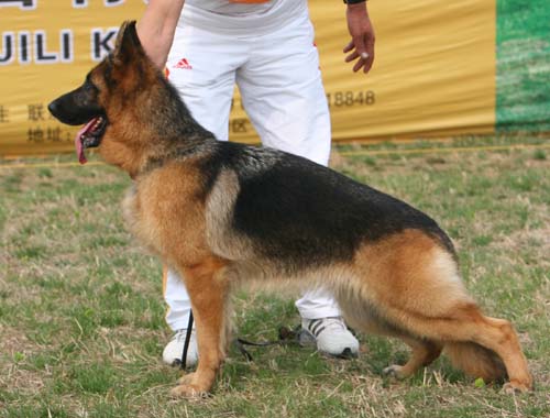 SG5 4017 Aca von ShiDaYuan，母，2007-09-28，CJF5203，CSZ72487  犬主：祖洪涛