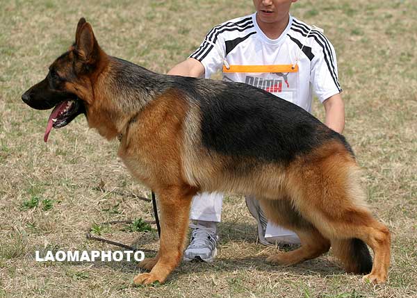 SG3 5004 Azuro von SaiKeEr，公，2008-03-14，CWF2170，CSZ74939  犬主：李成彬
