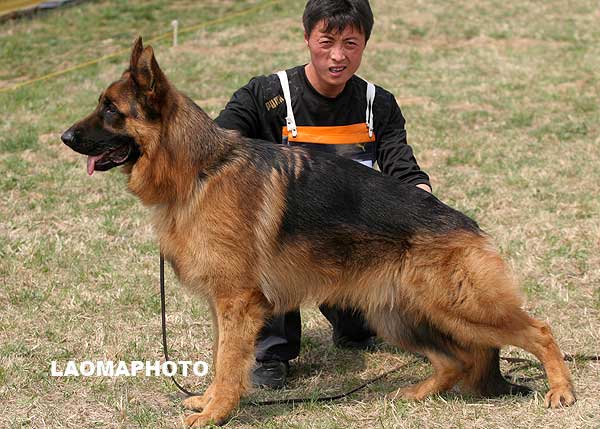 SG5 5044 Caius von ShanDongXingDe，公，2007-12-08，CDF3415，CSZ63875  犬主：李建峰
