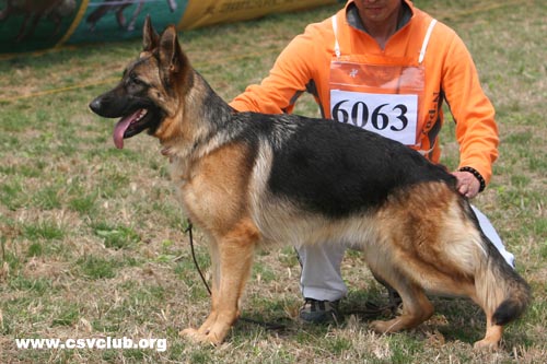 SG5 6063 Eila von JingXing，母，2008-03-06，CKA2371，CSZ66843  犬主：李经涛