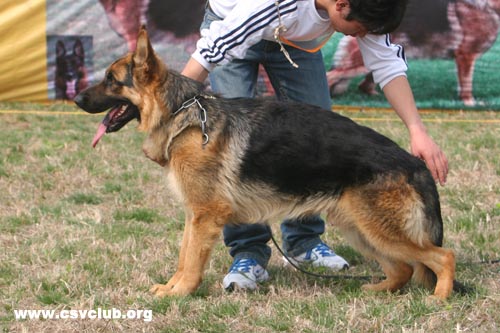 VV2 7006  Fabi  von QianKunJingYing，公，2008-04-11，CHS5696，CSZ74243  犬主：郑红有