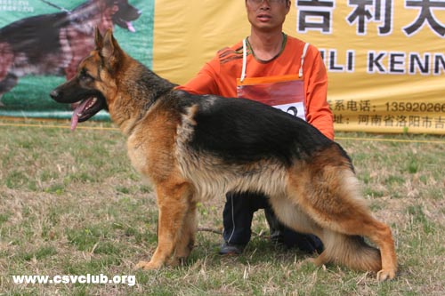 VV3 7002 Bralu von DeSheng，公，2008-04-20，CTS4722，CSZ85312  犬主：张祥庆