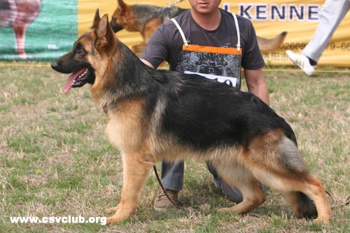 VV5 7010  Gun von TianChengWangChao，公，2008-06-15，CAZ1128，CSZ83234  犬主：王潮